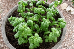 basilico