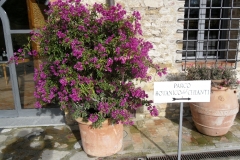 bouganville_a_casa_emma