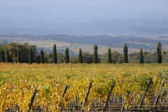 poggio_antico_vigneti_autunno