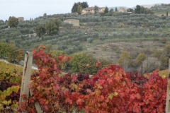 vigneti_e_uliveti_nel_chianti_